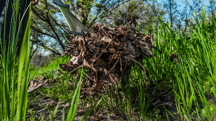 Raking last year fallen leaves in the backyard, closeup photo. Hand tool clearing last year s...