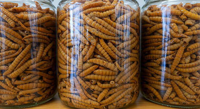 Mexican salted sea worms (Gusano de mar). salted marine worms coiled in glass jars, artisanal preservation 