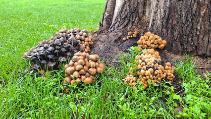 Cluster of mushrooms growing at the base of a tree. Nature shot, focus on fungal growth in a grassy environment.