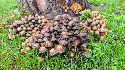 Cluster of mushrooms growing at the base of a tree. Nature shot, focus on fungal growth in a grassy environment.