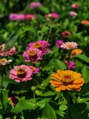 Pink and Orange Zinnia Flowers Close-Up