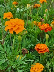 Bright orange marigolds among lush summer foliage