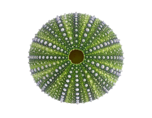 A green sea urchin shell, isolated on a white background, showcasing marine biology and natural patterns.