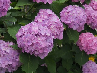 庭に咲いた紫陽花_1