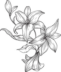 Black and white lily vector illustration with fine lineart, flowing petals, and natural leaf accents an elegant, botanical design with graceful composition and visual harmony