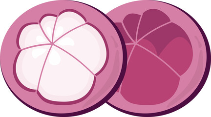 vector illustration of mangosteen