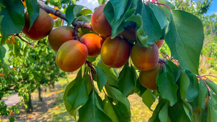 Juicy large apricots on a branch in the garden