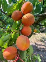 Juicy large apricots on a branch in the garden