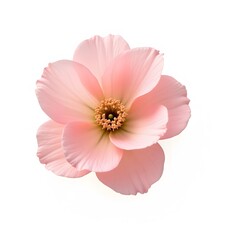 A delicate pink blossom with a detailed center