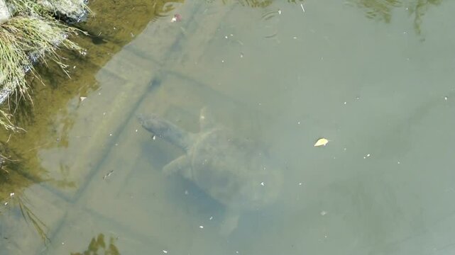 岸を目指して泳ぐ野生のスッポン｜自然の中を力強く進む日本の爬虫類 | Wild Japanese Softshell Turtle Swimming Toward Shore &mdash; A Powerful Journey in Nature