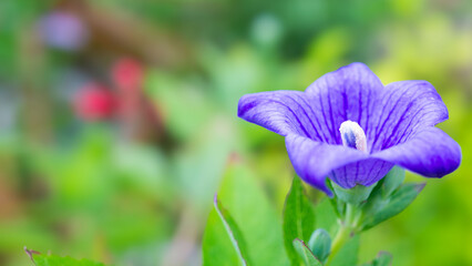 桔梗の花：夏の和風背景