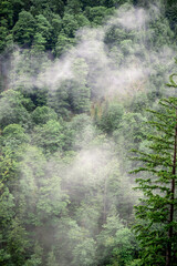 Misty alpine forest and mountain slopes covered in conifers in Austria