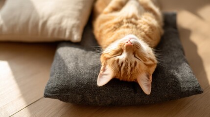 Relaxing orange tabby cat sleeping peacefully on dark cushion in sunlight.