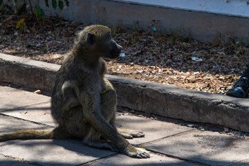 monkey in Victoria Falls National Park