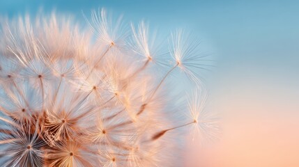 Close up of dandelion seeds drifting in soft pastel sky with gentle breeze motion.