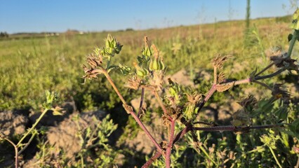  prickly oxtongue (Helminthotheca echioides) plant in the field
