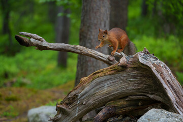 Red squirrel running on branch in forest habitat