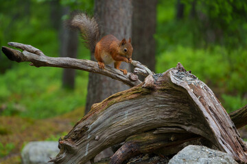 Red squirrel eating on a branch in the forest