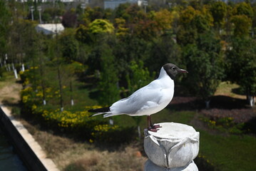 Black-headed gull (*Chroicocephalus ridibundus*) perched on a carved stone post, overlooking a park with lush greenery and blooming flowers. The bird features a distinctive dark head, white body, 