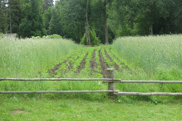 potatoes grow among rye behind a wooden fence