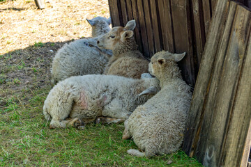 group of sheep lying on the grass next to a wooden fence, resting in the shade. The animals appear...