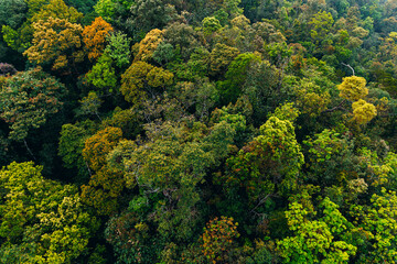 Aerial top view of green forest lush jungle in Vietnam
