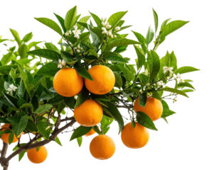 Orange tree branch with ripe citrus fruits, white blossoms and green leaves isolated on transparent background