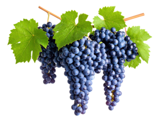 Fresh dark blue grapes cluster with green vine leaves on transparent background
