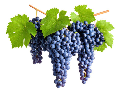 Fresh dark blue grapes cluster with green vine leaves on transparent background