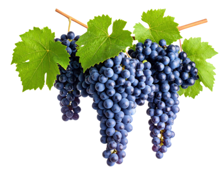 Fresh dark blue grapes cluster with green vine leaves on transparent background