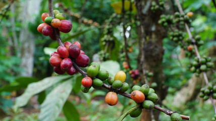 Coffee Cherries Ripening on Branch in Organic Coffee Farm with Natural Background