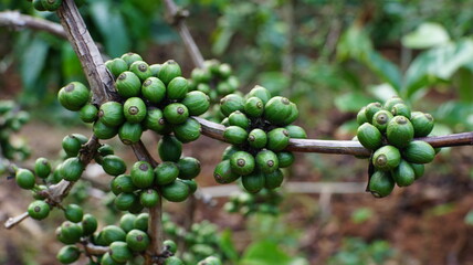 Fresh Green Coffee Fruit Growing on Plantation Tree in Natural Environment