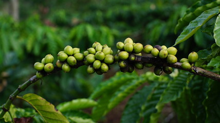 Close-Up of Unripe Coffee Beans on Tree Branch in Tropical Agricultural Farm