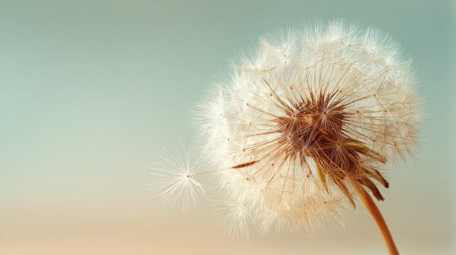 Close-up of a dandelion seed head with delicate white parachutes on a soft pastel background.