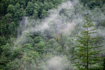 Misty alpine forest and mountain slopes covered in conifers in Austria