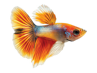 Guppy Fish isolated on transparent background