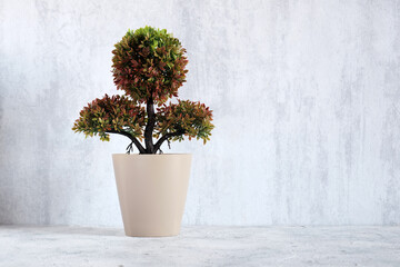 Decorative tangerine tree pot on wall background and copy space.