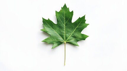 Isolated green maple leaf on a white background.