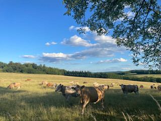 A large herd of light cows grazing in a meadow 