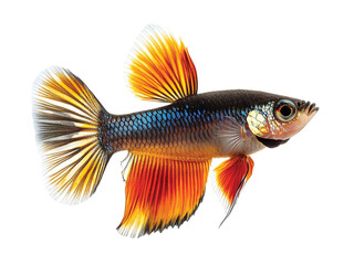 Guppy Fish isolated on transparent background