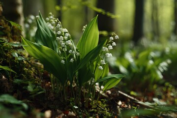 Lily of the valley – the essence of spring