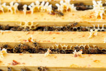 Honey Bees Working Inside Beehive Frame Close-Up, Macro shot of honey bees on wooden beehive...