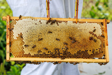 Beekeeper Holding Honeycomb Frame with Bees, Close-up of a beekeeper inspecting a wooden honeycomb...