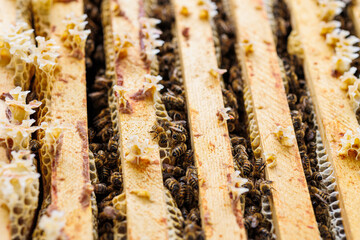 Honey Bees Working Inside Beehive Frame Close-Up, Macro shot of honey bees on wooden beehive frames, showing wax comb formation and active pollinator behavior.