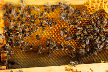 Honey Bees Working Inside Beehive Frame Close-Up, Macro shot of honey bees on wooden beehive frames, showing wax comb formation and active pollinator behavior.