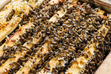 Honey Bees Working Inside Beehive Frame Close-Up, Macro shot of honey bees on wooden beehive frames, showing wax comb formation and active pollinator behavior.