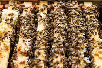 Honey Bees Working Inside Beehive Frame Close-Up, Macro shot of honey bees on wooden beehive...