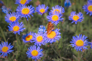 Delicate Butterfly Dances Among Vibrant Blue and Yellow Wildflowers in Bloom