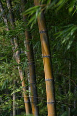 勇壮な初夏の竹林