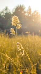 Wild flowery grass that causes allergy to some. Green grass surrounded by green nature and shining sun. Pollen of a grass plant in the light of sun